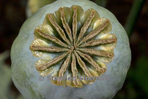 papaver somniferum bud 2 graphic